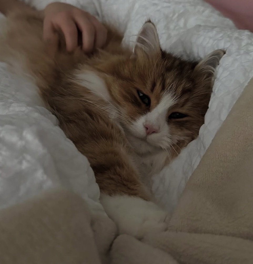 Sibirisk katt Ueta